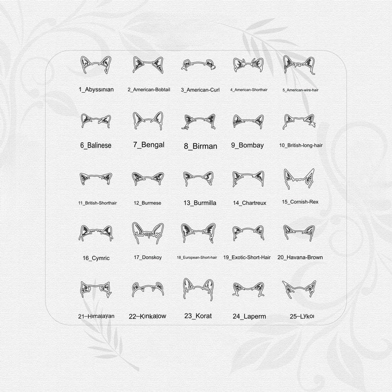 Chart of cat breed head shapes on a white background